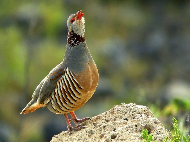 Partridge on Rock