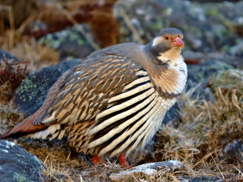 Partridge on Rocky Ground