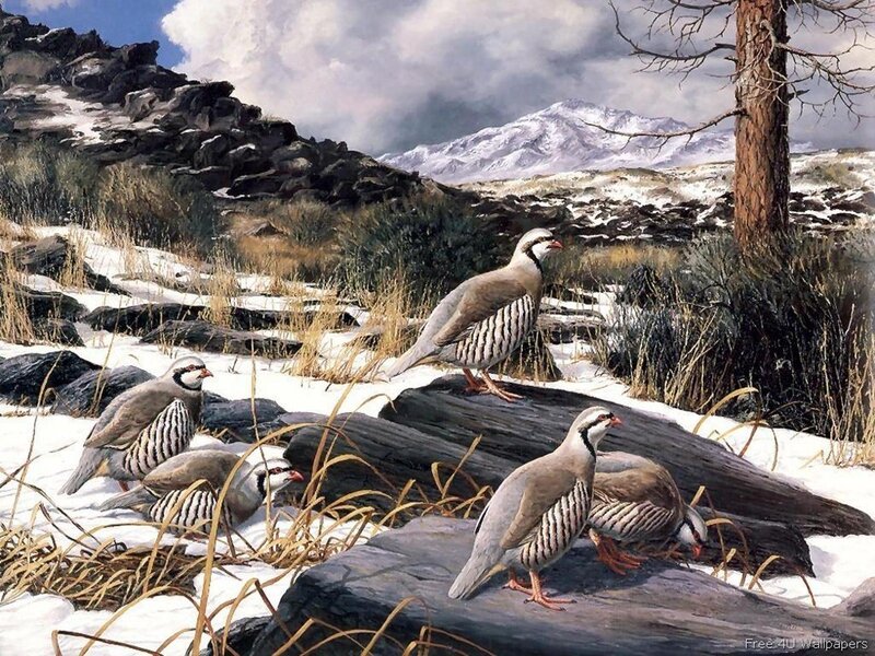 Partridges in Snow