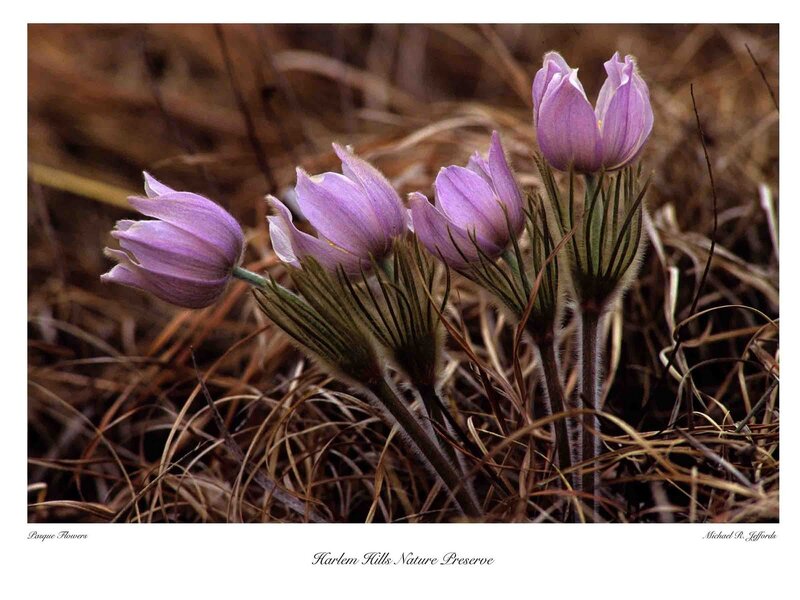 Pasque flowers in Harlem Hills