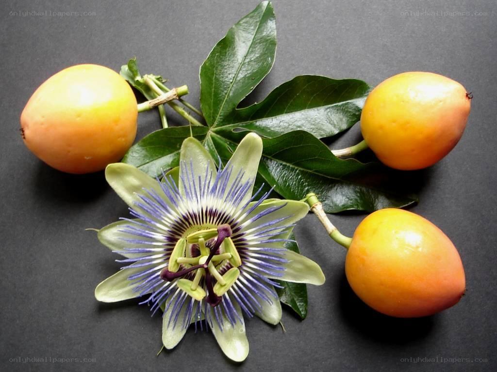 passion flower and fruit