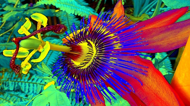 Passion Flower Bloom — Blue