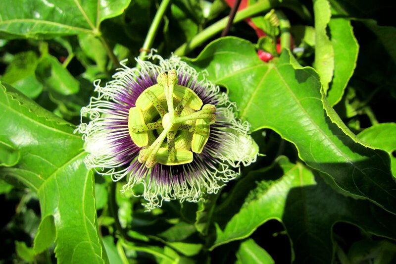 Passion Flower Bloom — Green, Natural
