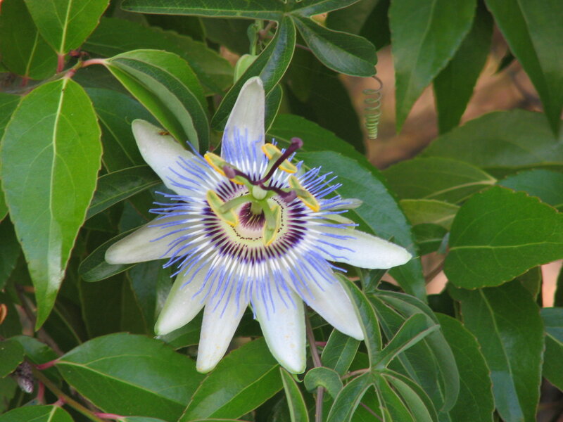 Passion Flower Bloom — Green