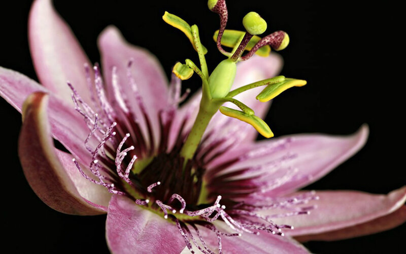 Passion Flower Bloom — Purple, Dramatic