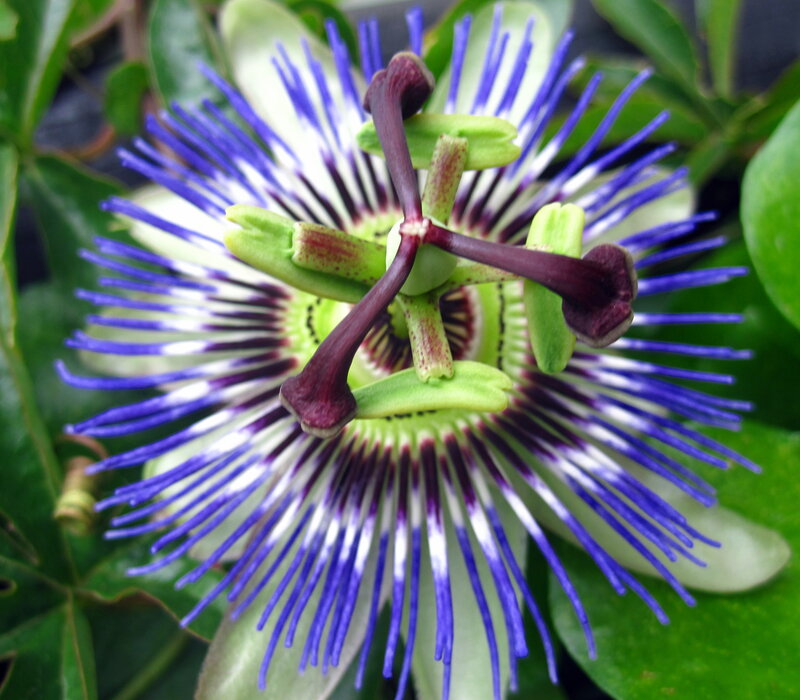 Passion Flower Bloom — Purple, Natural, Photograph