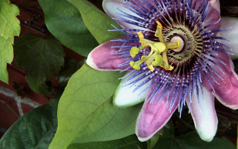 Passion Flower Bloom — Purple, Natural