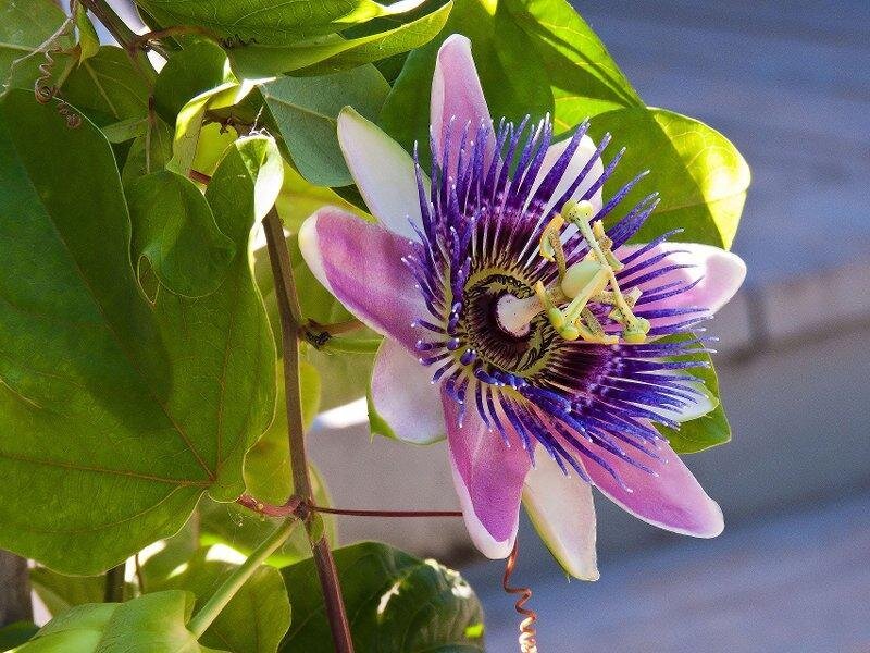 Passion Flower Bloom — Purple, Serene