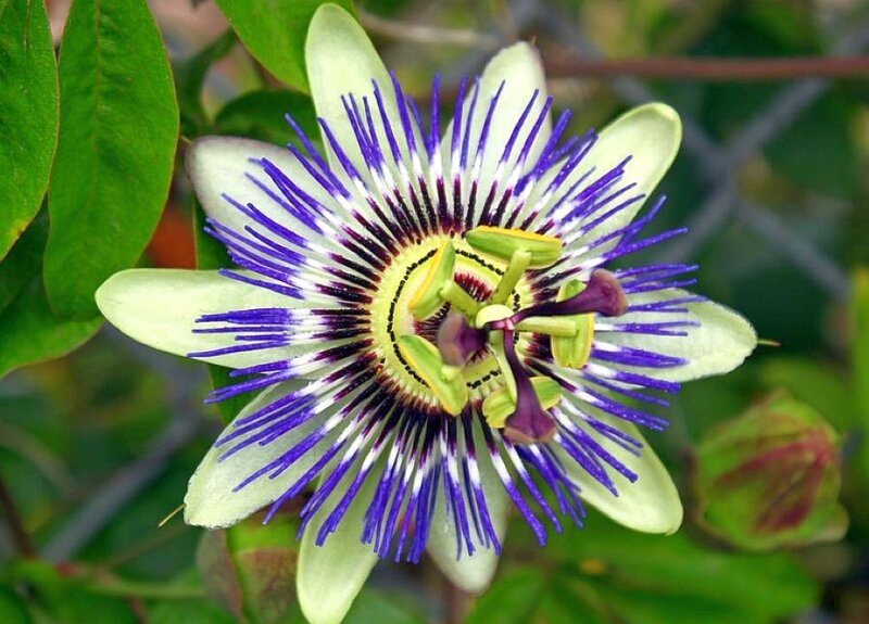 Passion Flower Bloom — Purple