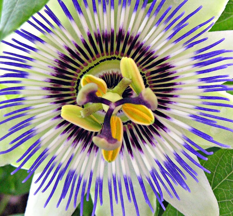 Passion Flower Bloom — Purple, Vibrant, Photograph