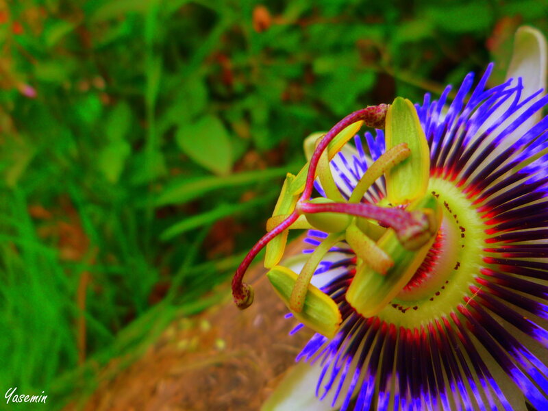 Passion Flower Bloom — Purple, Vibrant