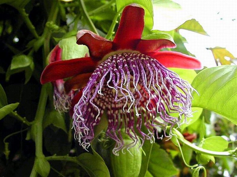 Passion Flower Bloom — Red