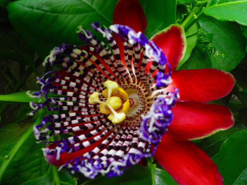 Passion Flower Bloom — Red, Vibrant
