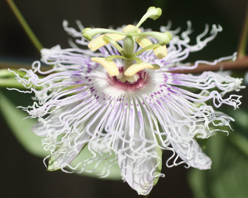 Passion Flower Bloom