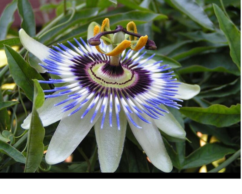 Passion Flower Bloom — White, Natural, Afternoon
