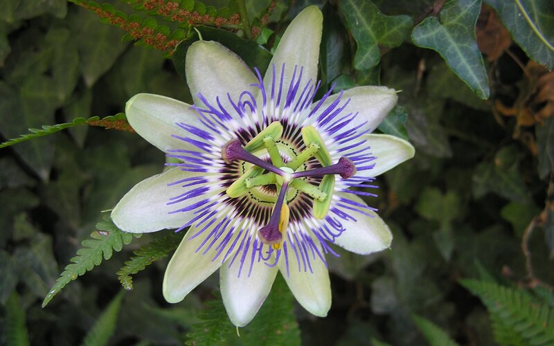 Passion Flower Bloom — White, Natural