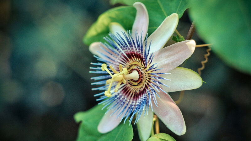 Passion Flower Bloom — White, Serene