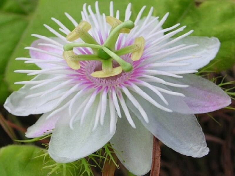 Passion Flower Bloom — White