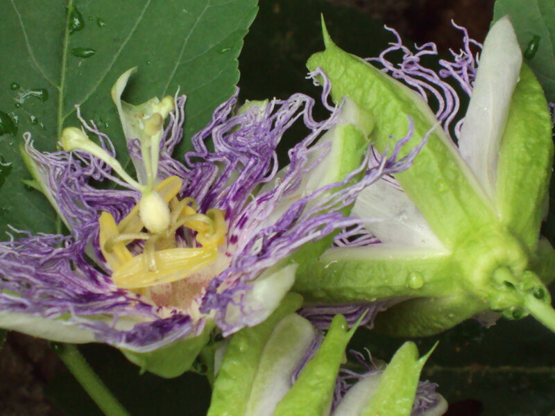 Passion flower close-up