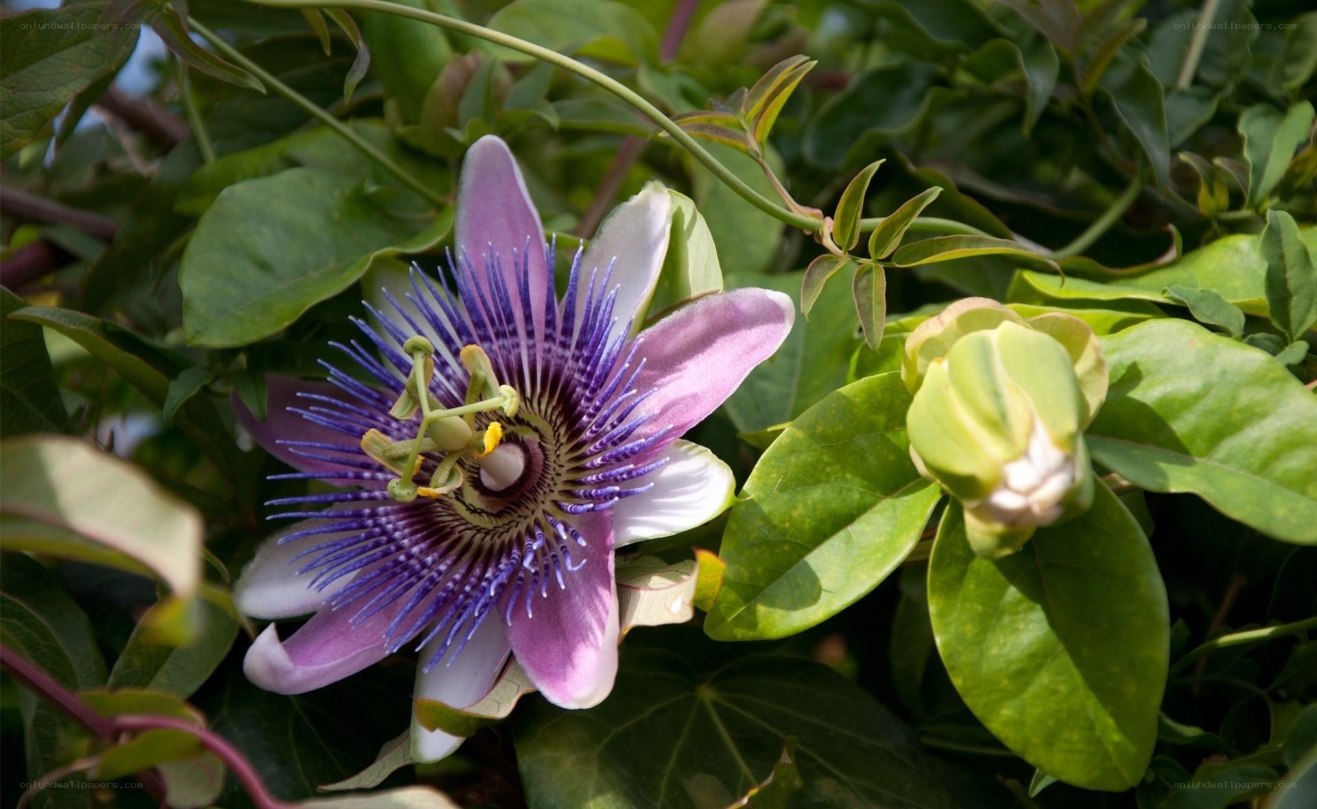 Passion flower in bloom