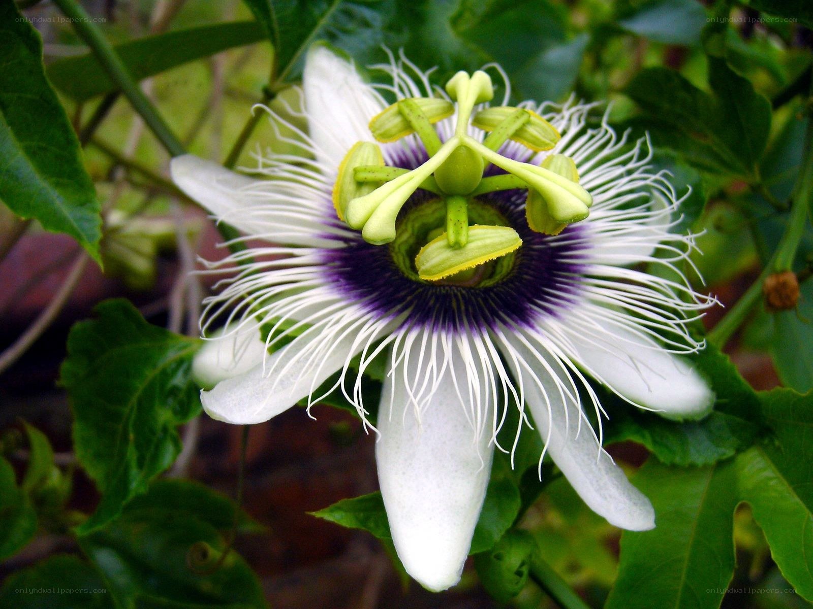 Passion flower in bloom