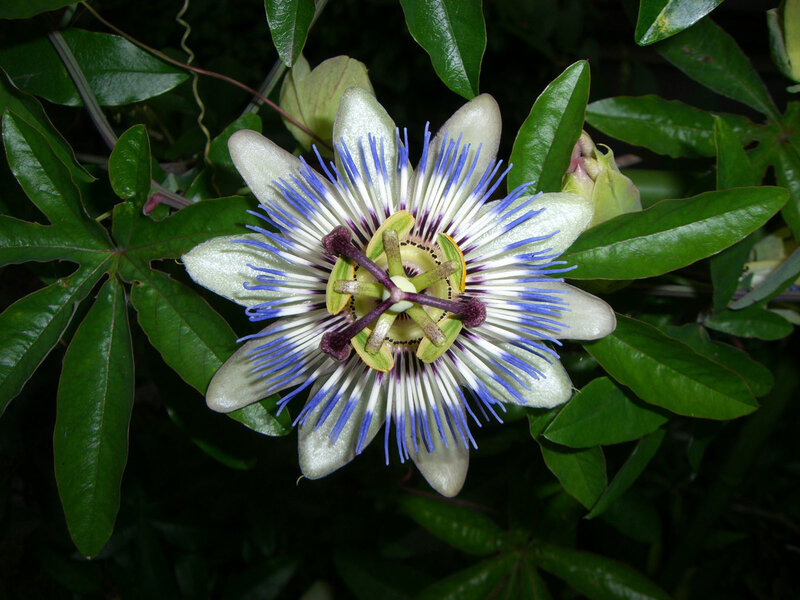 Passion flower in bloom