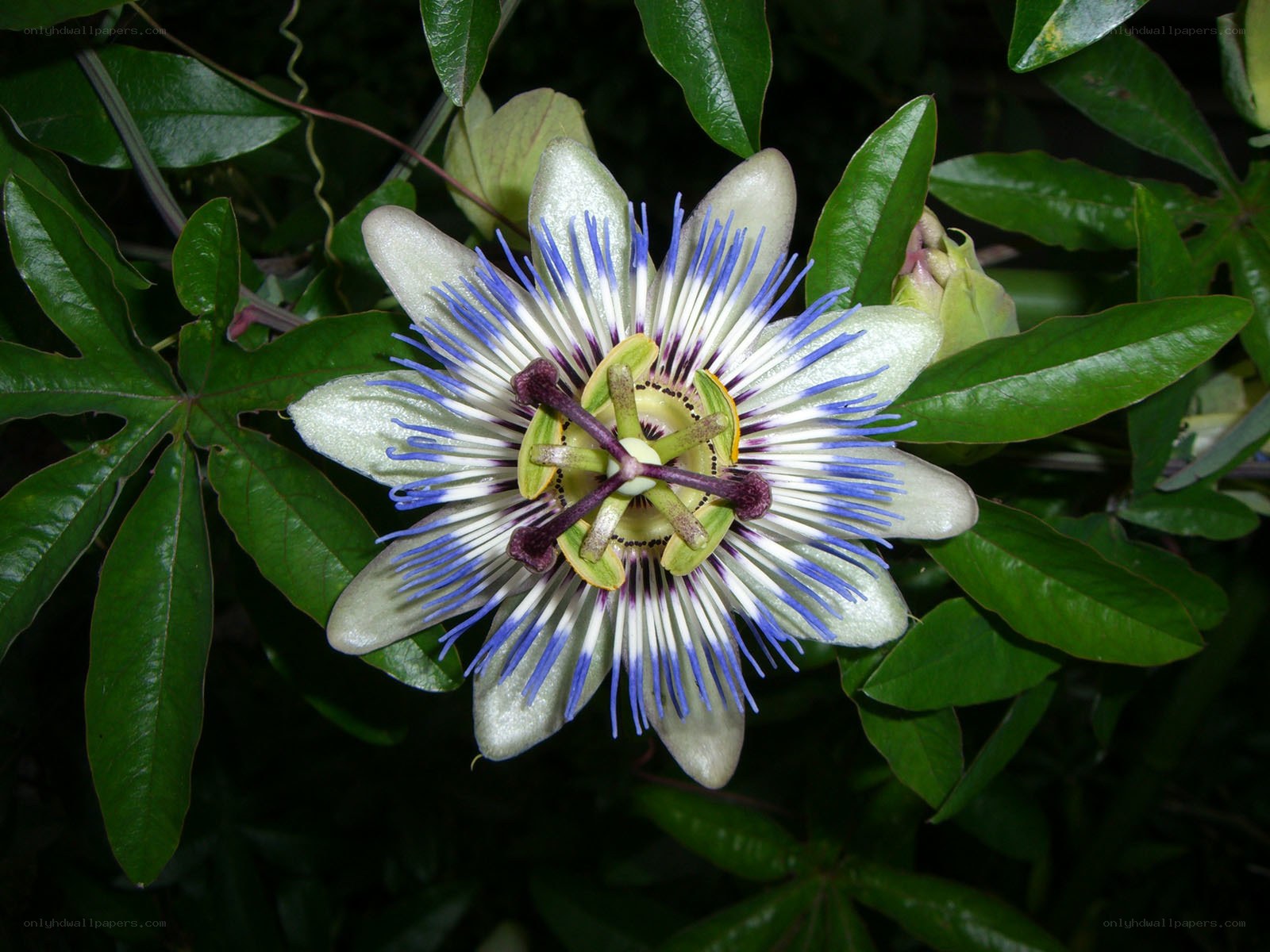 Passion flower in bloom