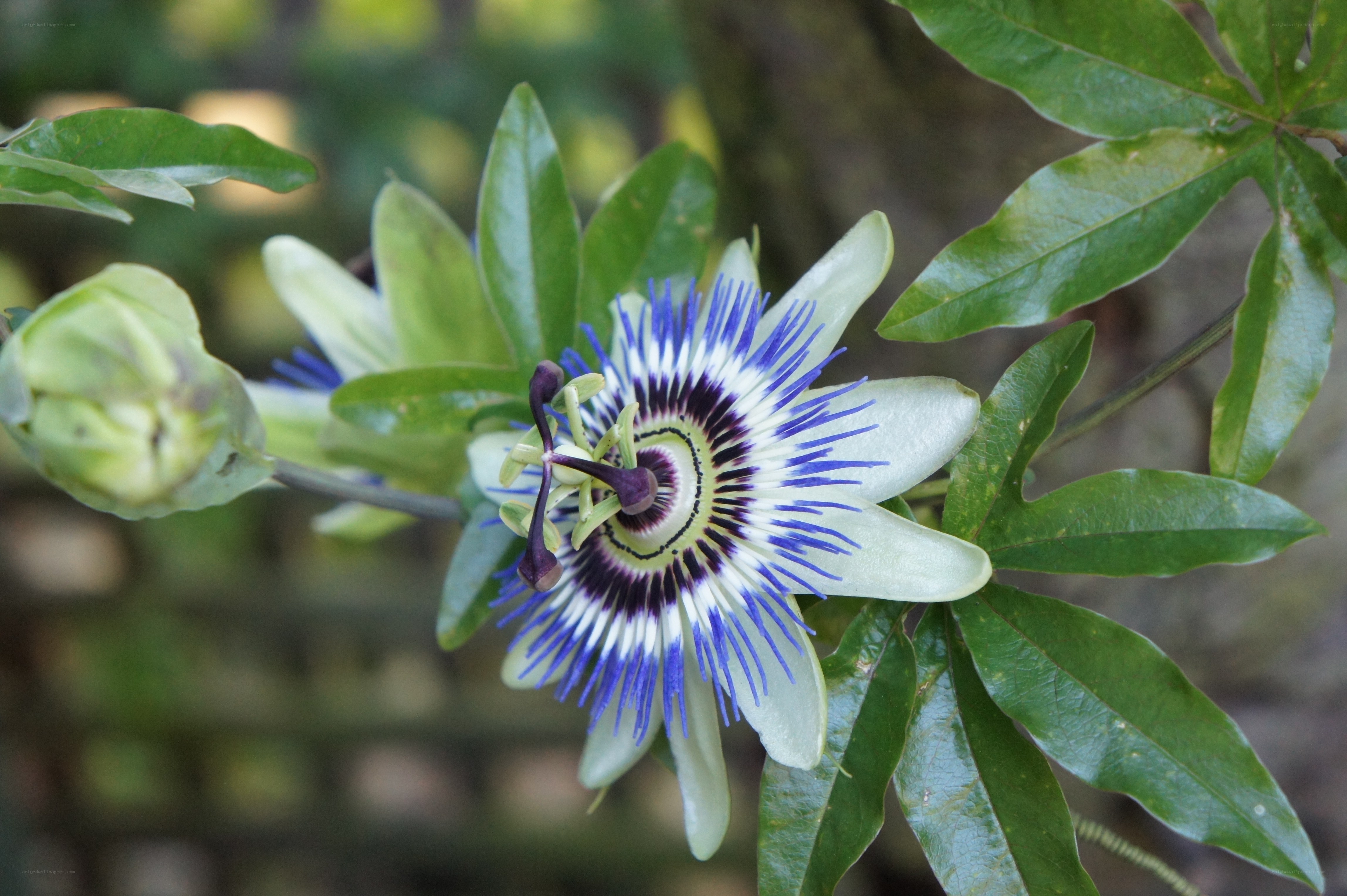 Passion flower in bloom