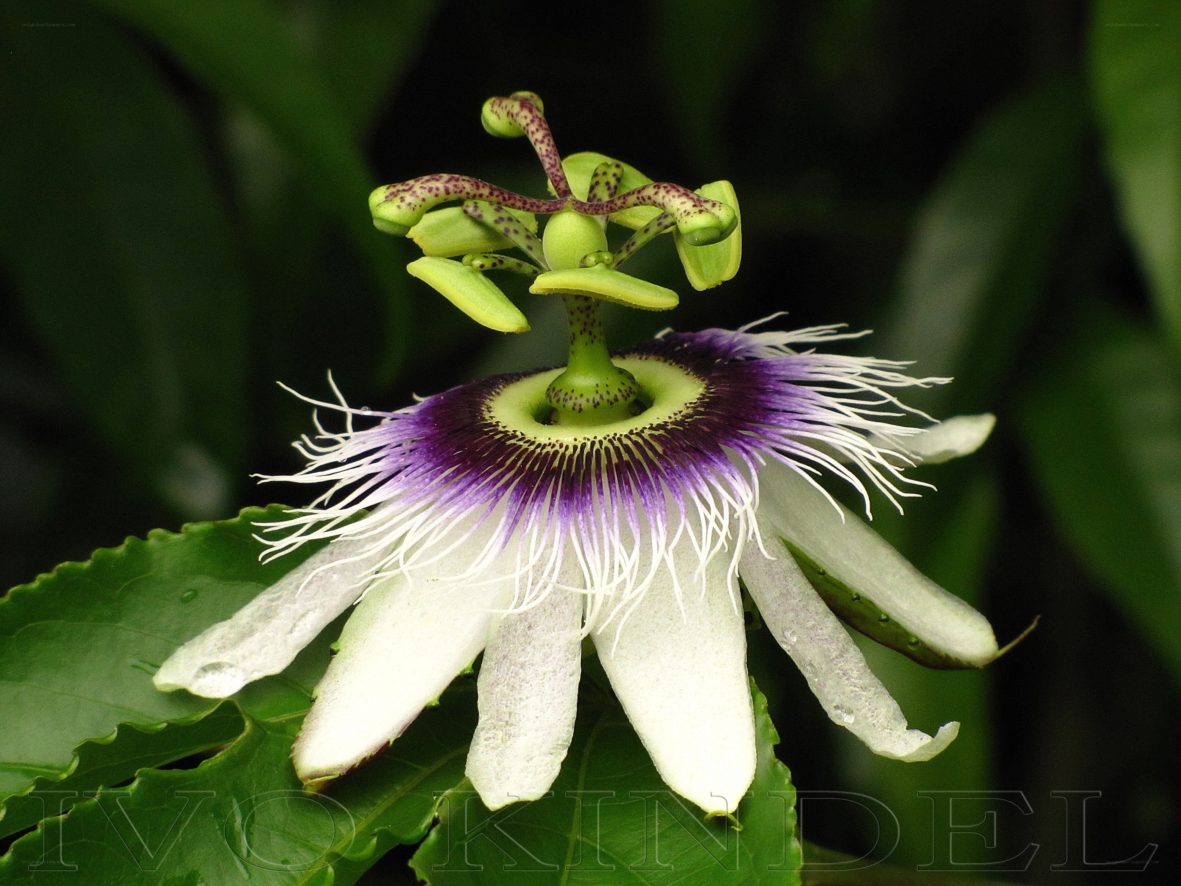 Passion flower in bloom