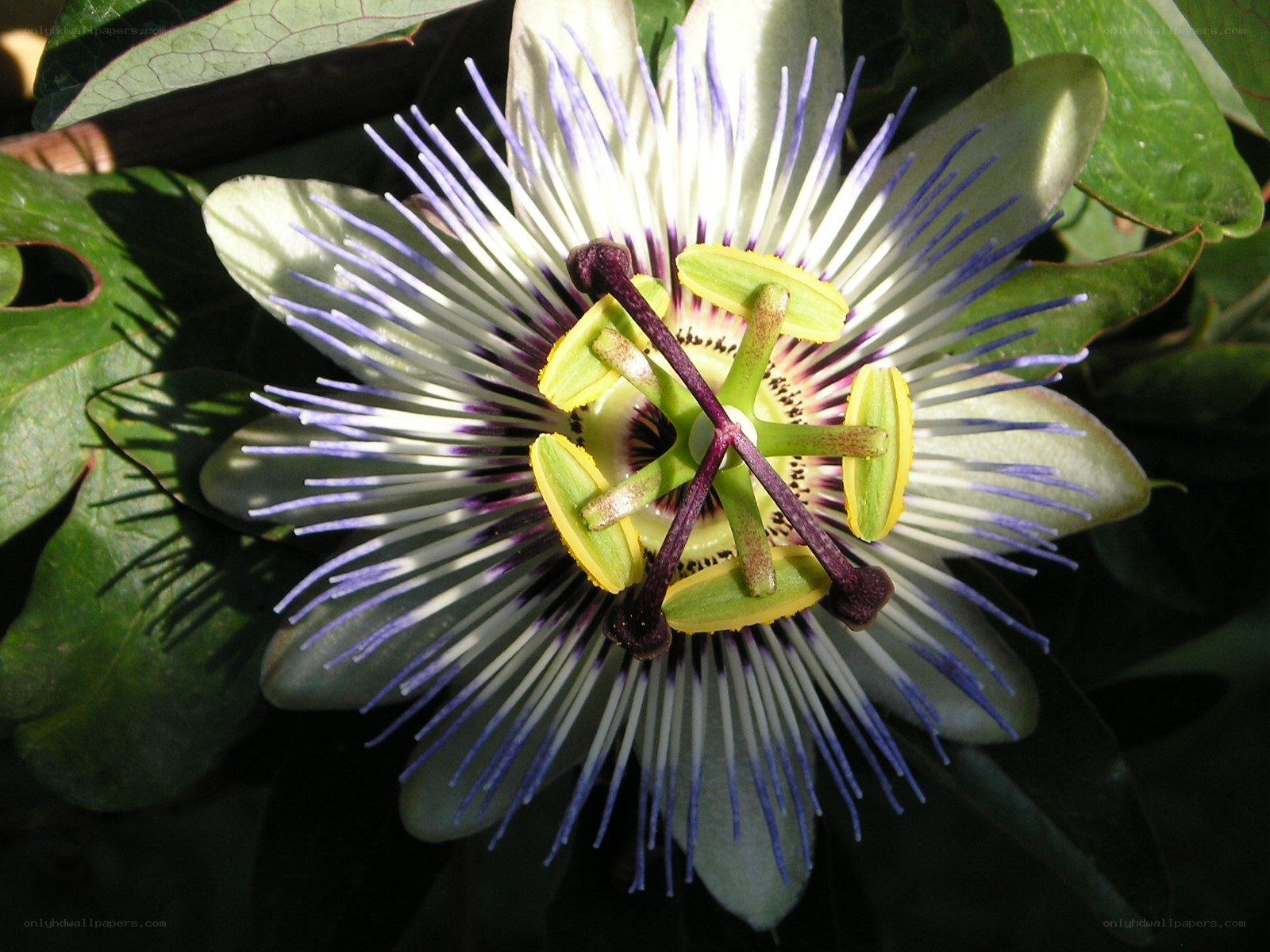 Passion flower in bloom