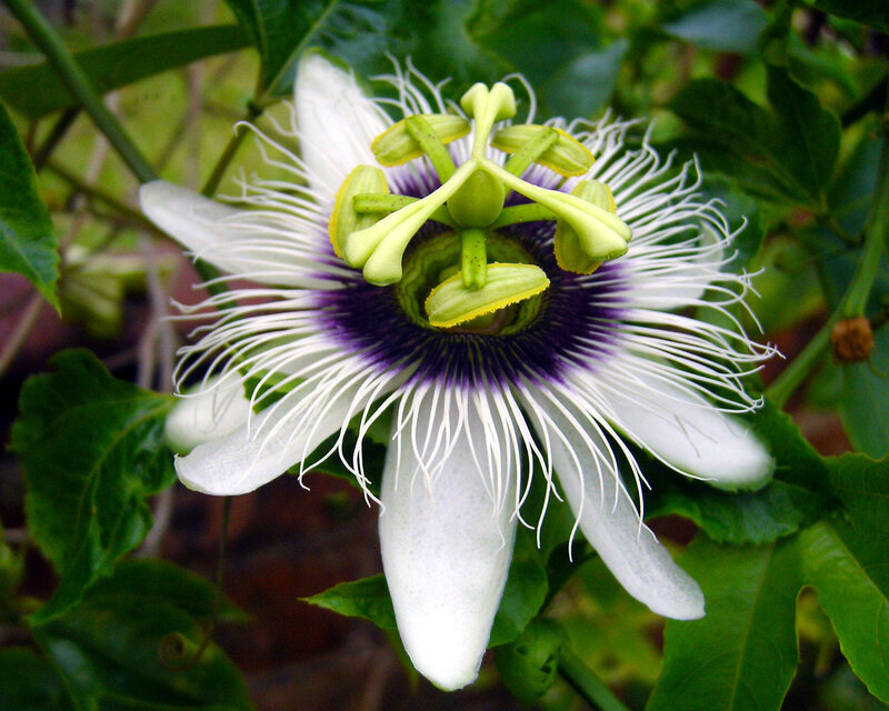 passion flower in bloom
