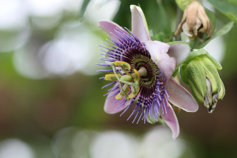 Passion Flower in Bloom — Purple