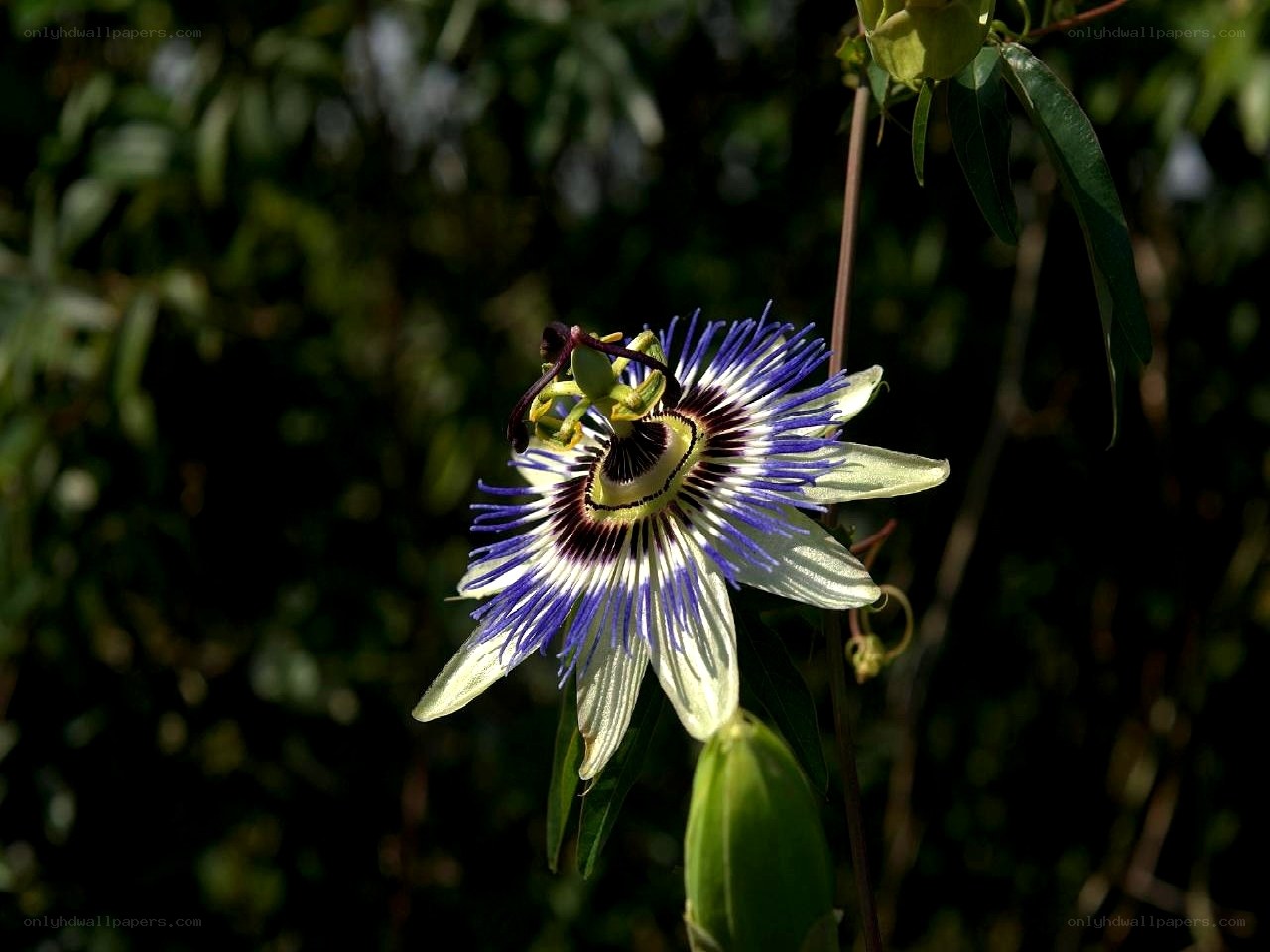 Passion flower in sunlight