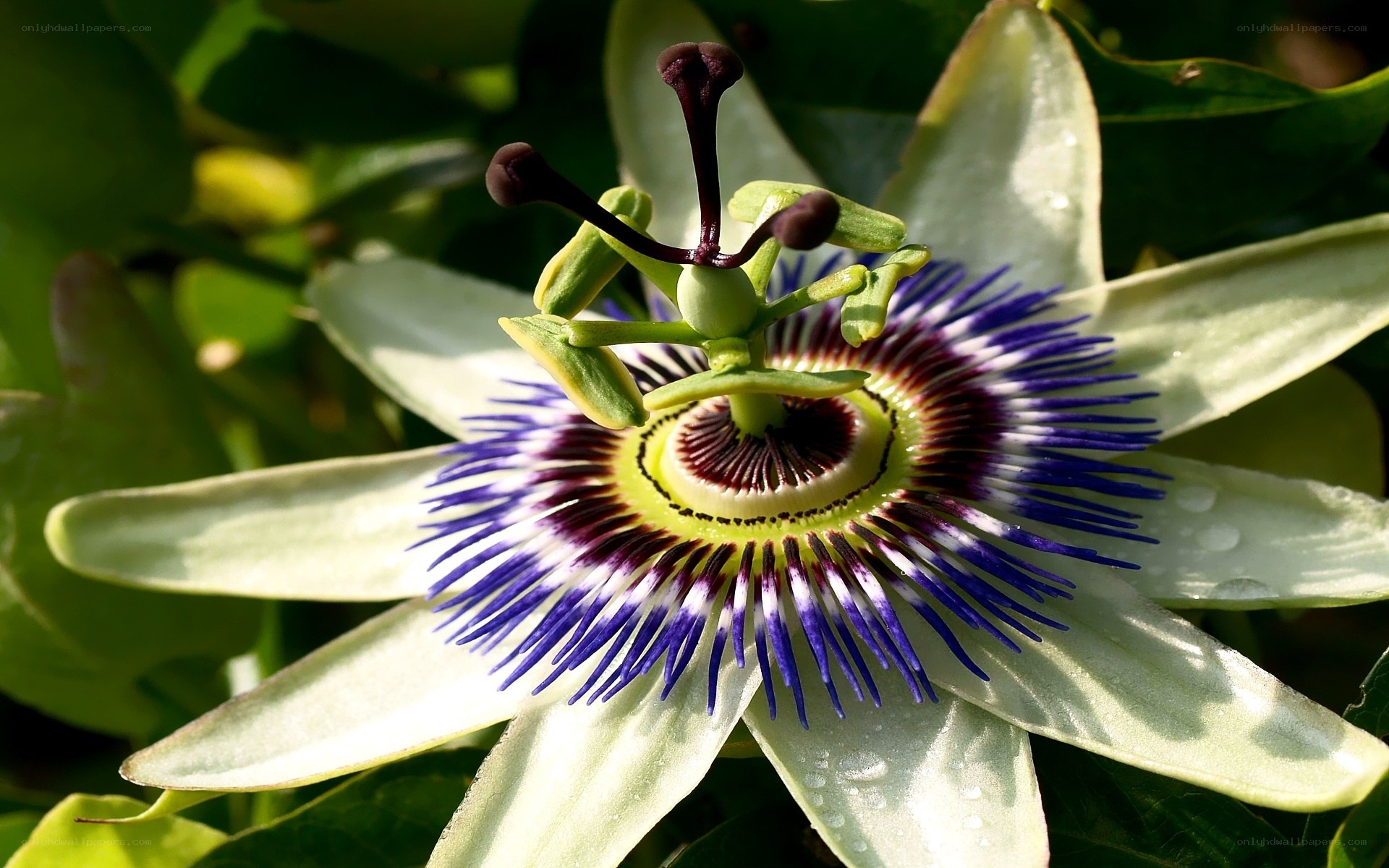 Passion flower in sunlight