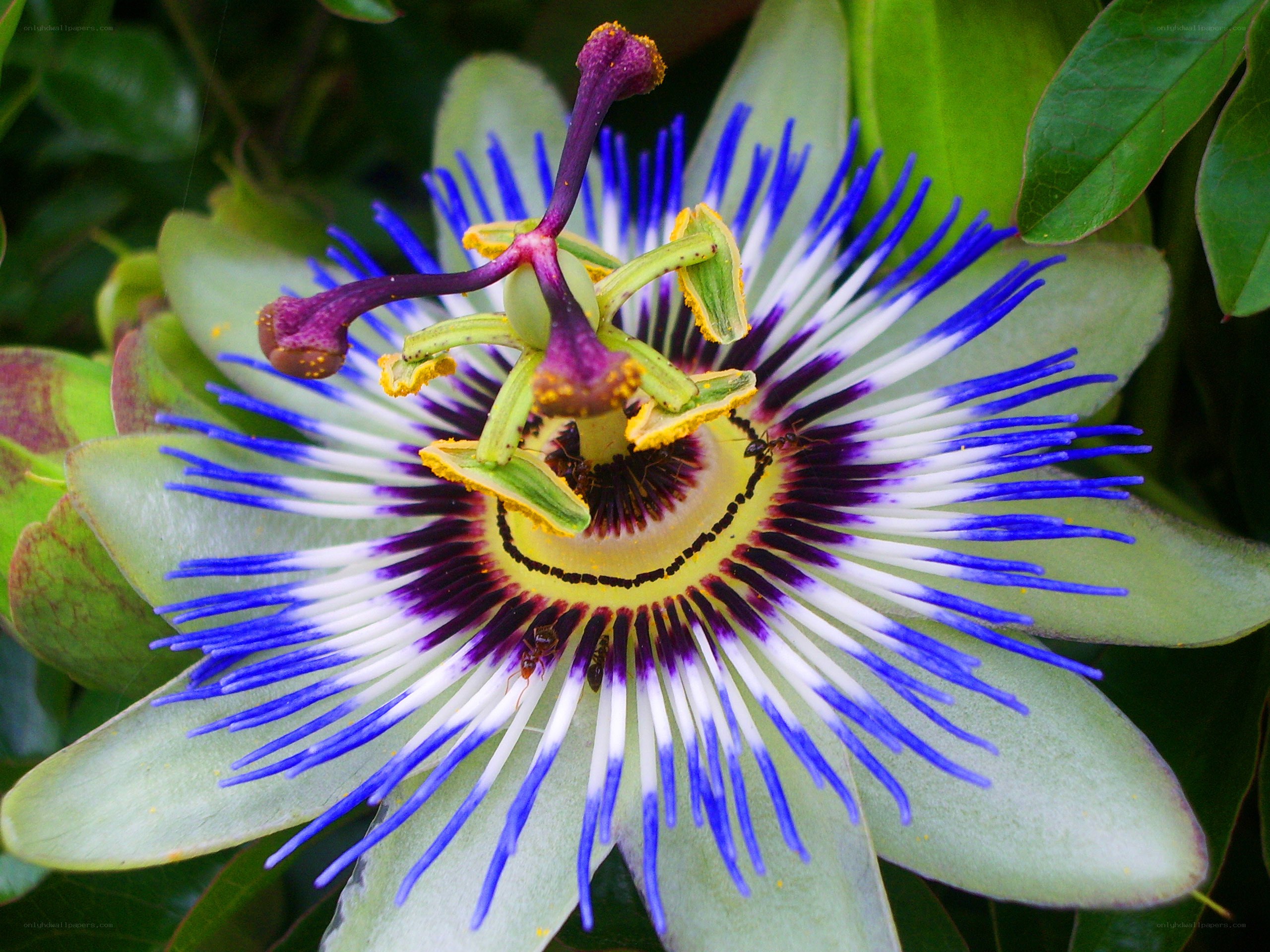 Passion flower with ants