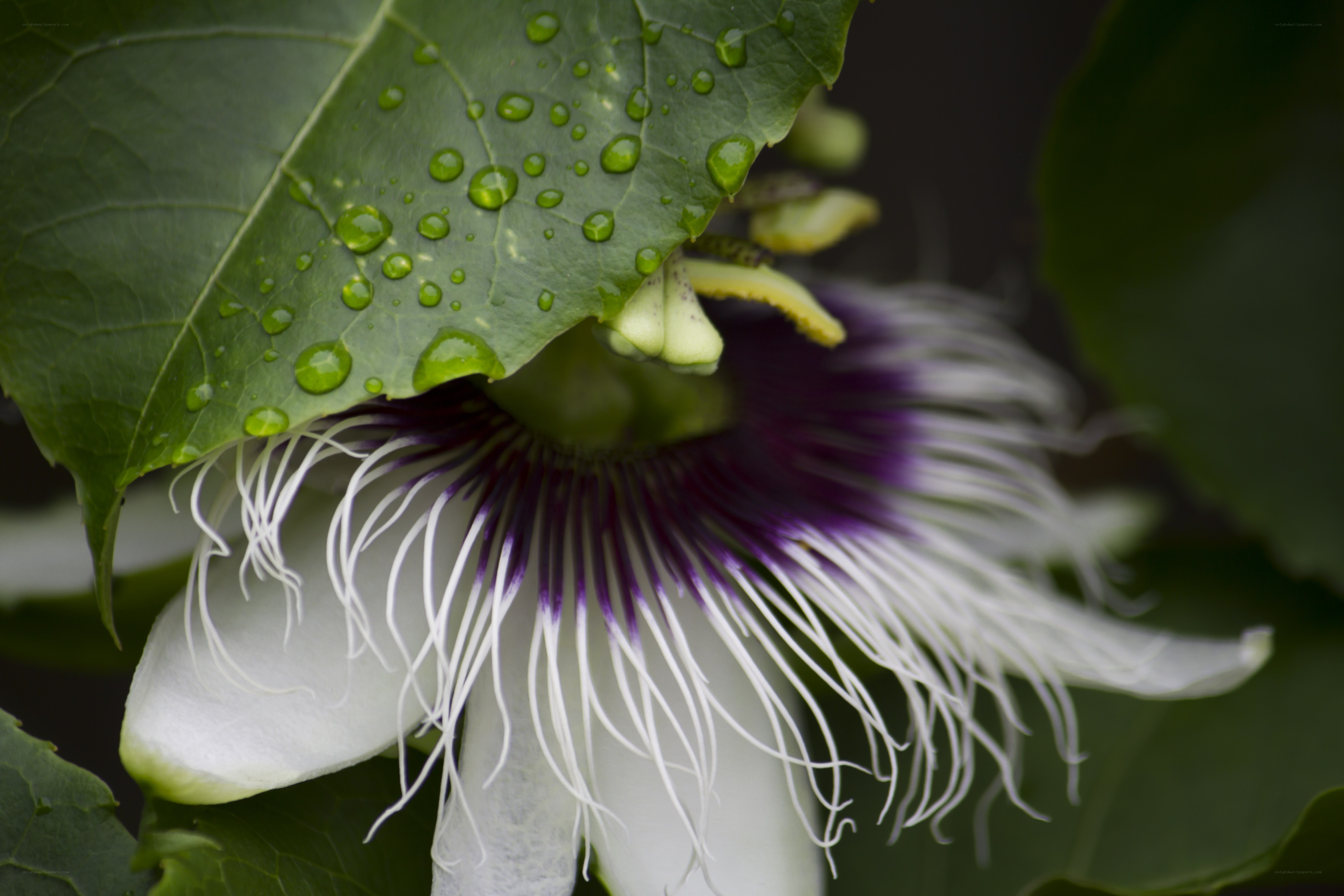 Passion flower with dew drops