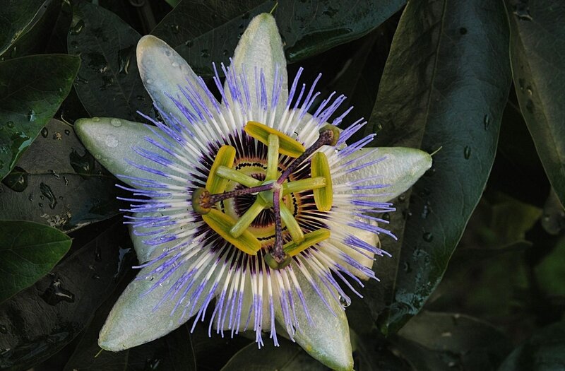 Passion flower with dew drops