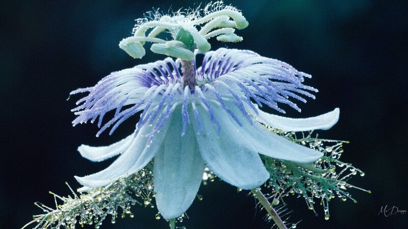 Passion Flower with Dew