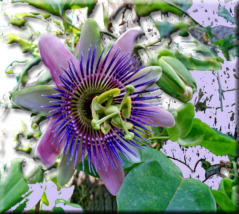 Passion flower with purple filaments