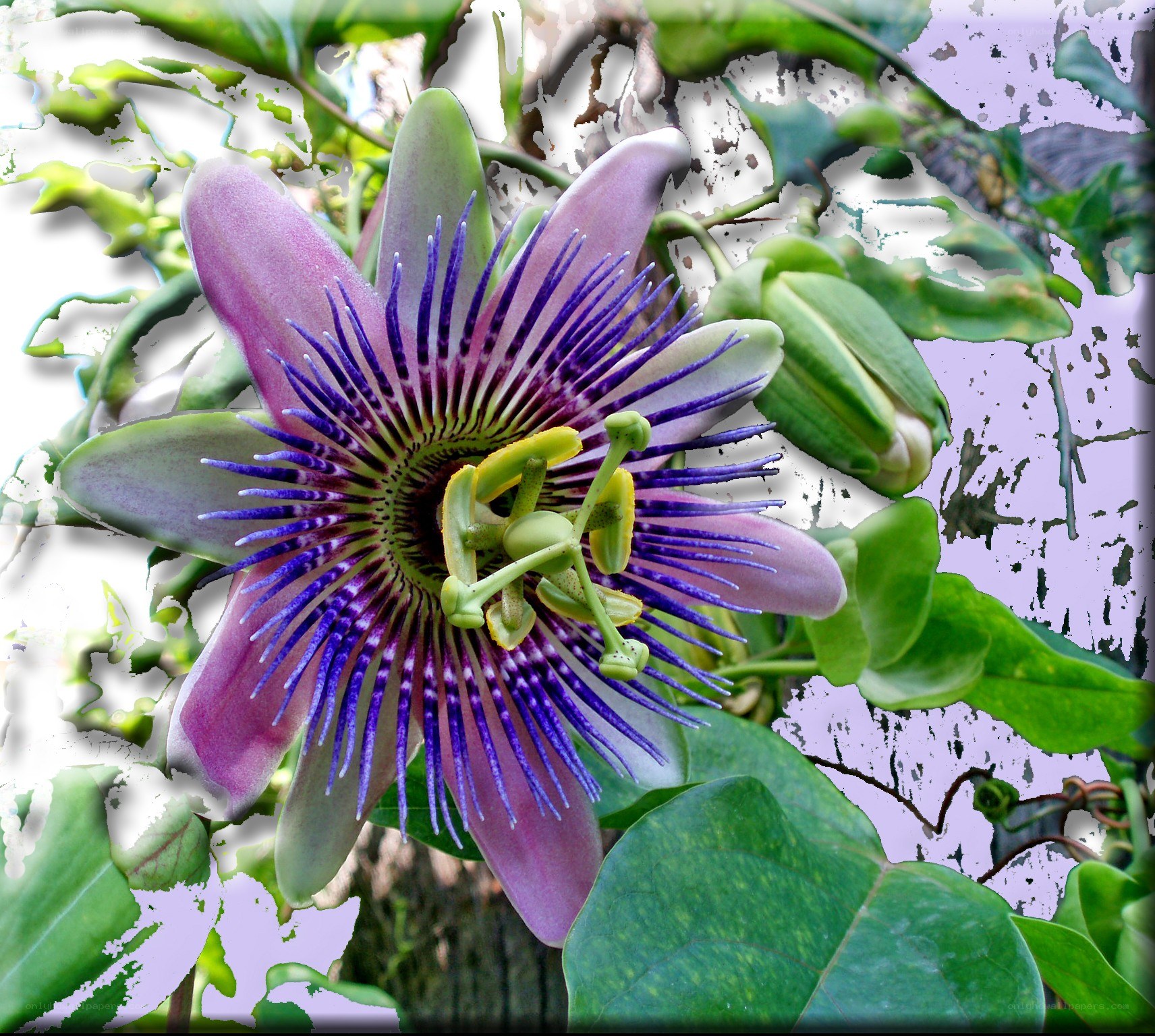 Passion flower with purple filaments