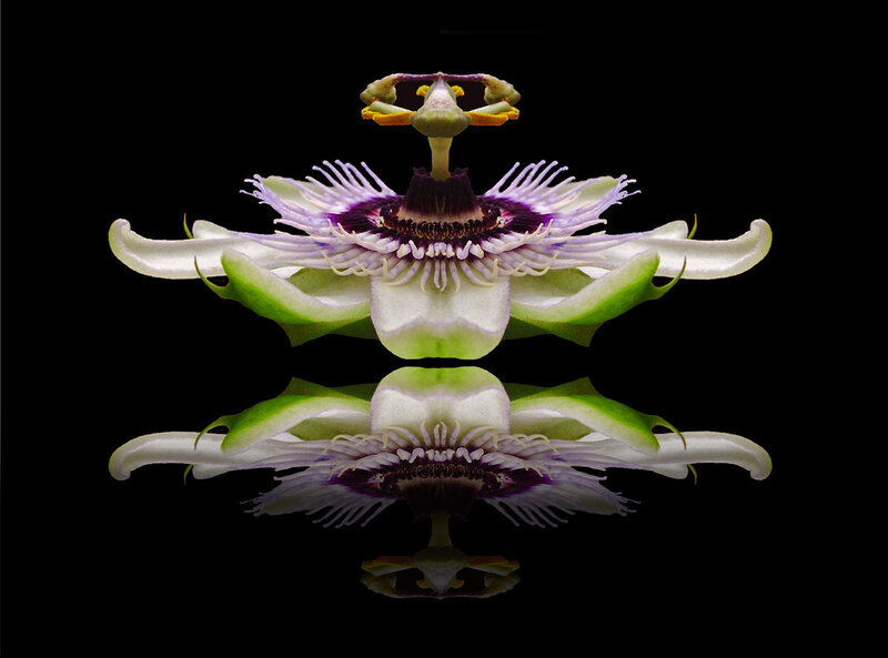Passion Flower with Reflection