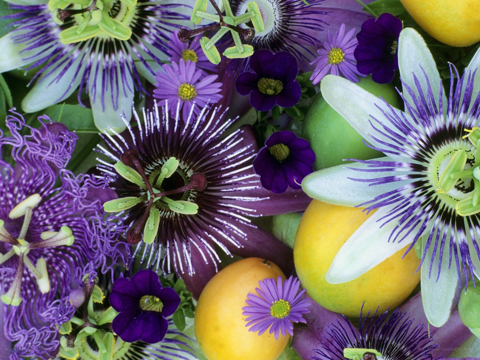Passion flowers and fruits