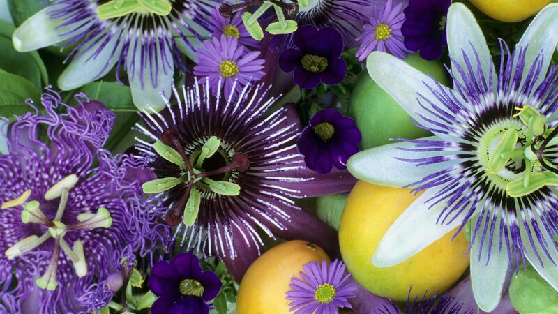 Passion flowers and fruits