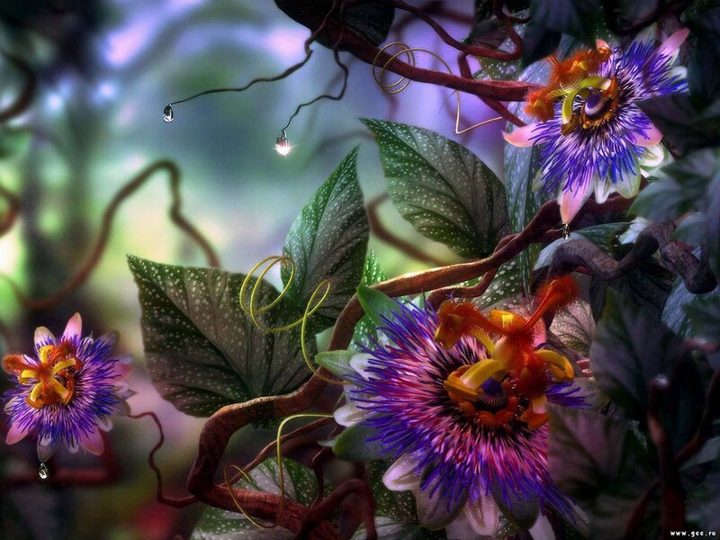 Passion flowers in a dreamy forest