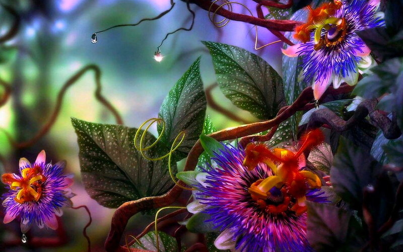 Passion Flowers in Forest