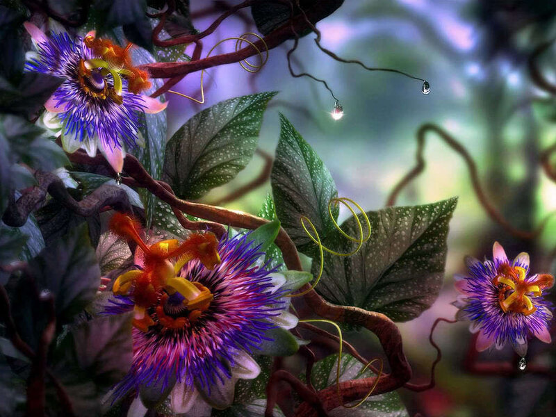 Passion Flowers in Jungle — Purple, Serene