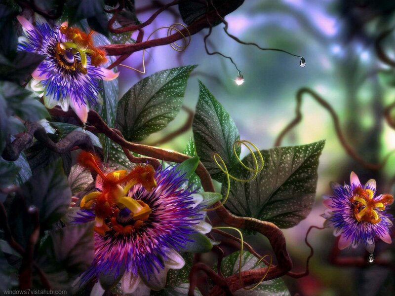 Passion Flowers in Jungle