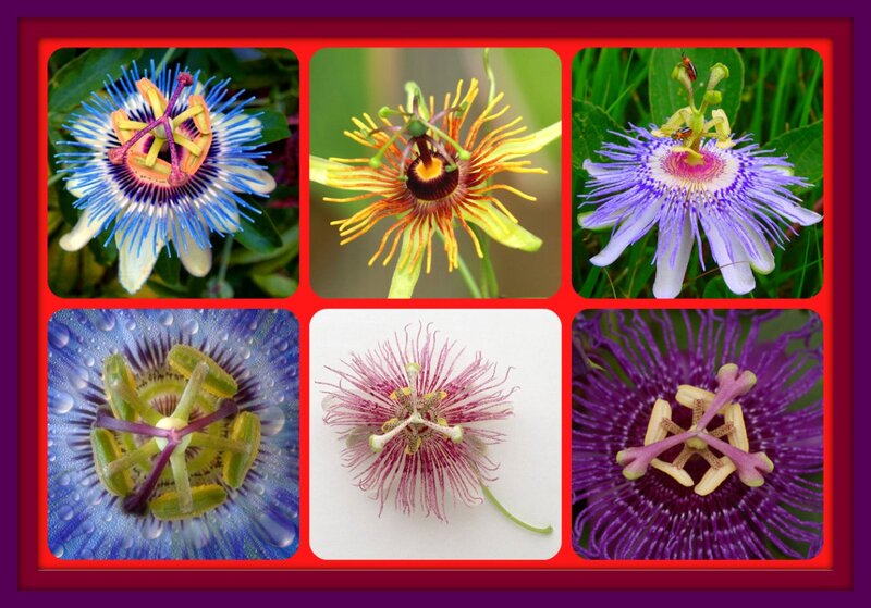 Passion Flowers — Purple