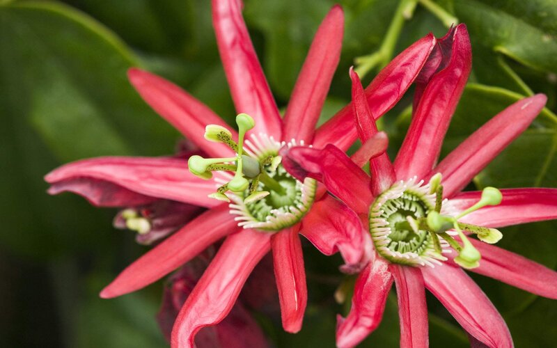 Passion Flowers — Red