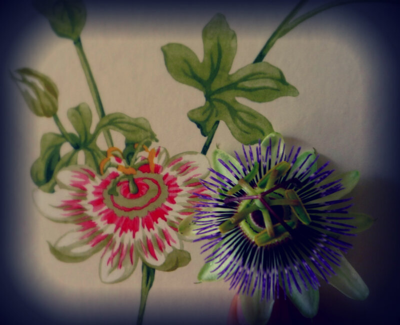 Passion Flowers
